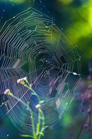 a close up of a spider