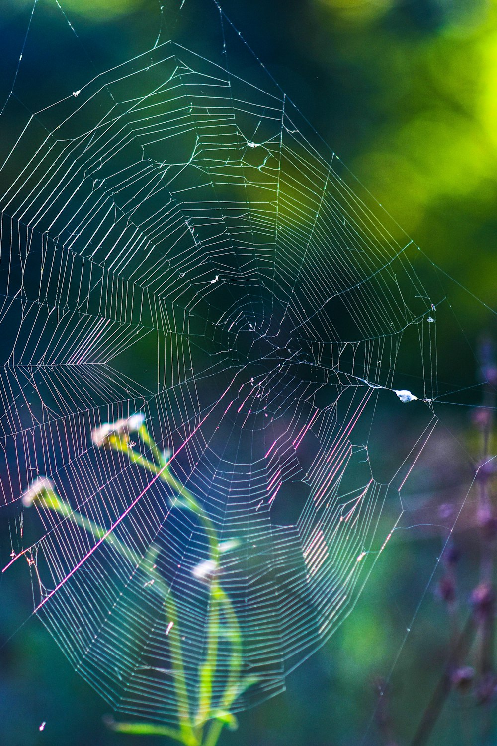 a close up of a spider