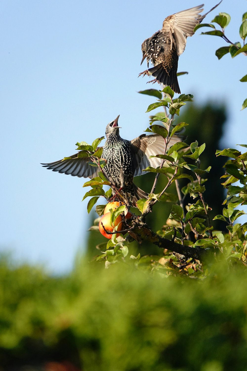 Des oiseaux sur un arbre