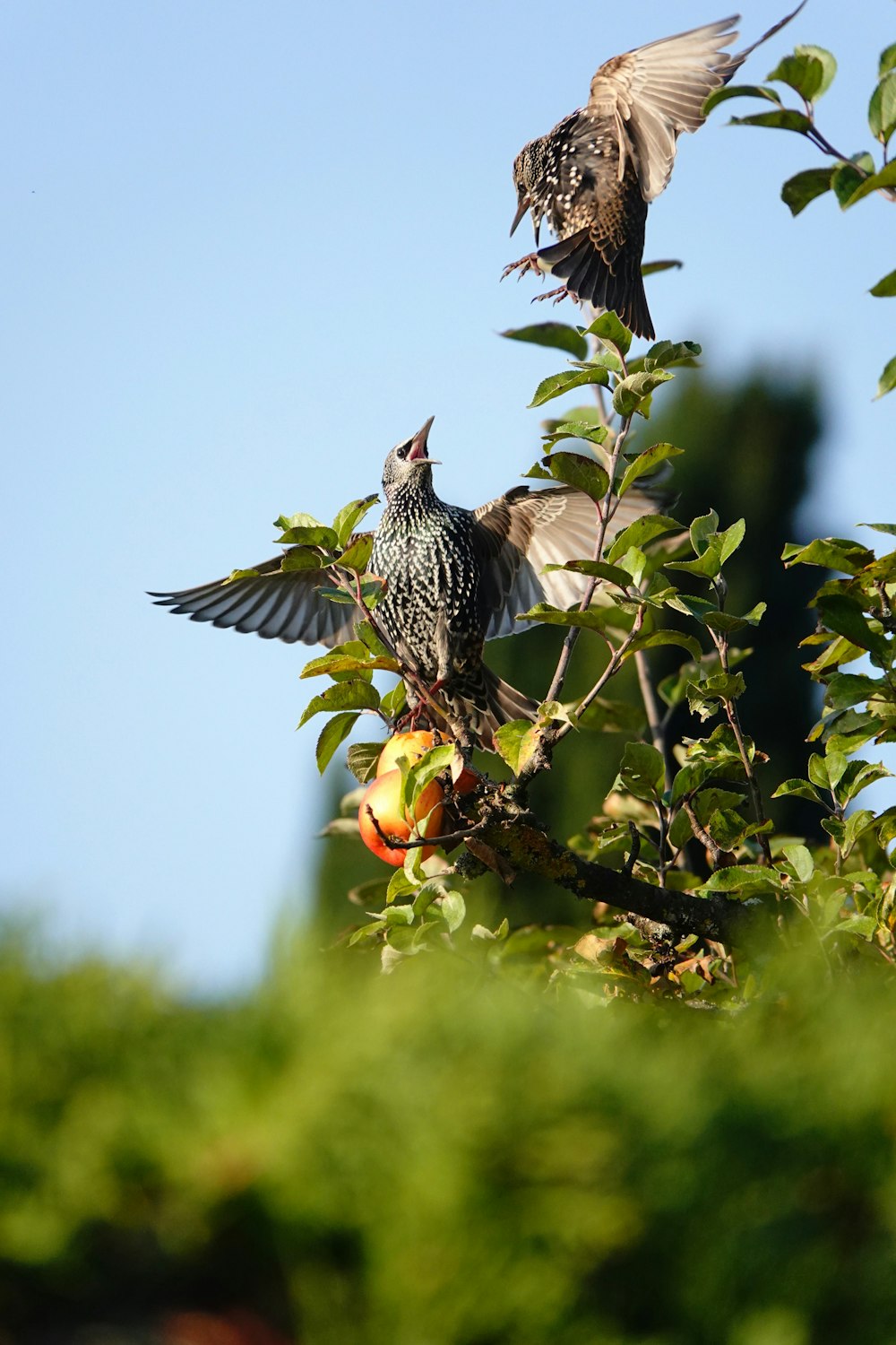 Vögel auf einem Baum