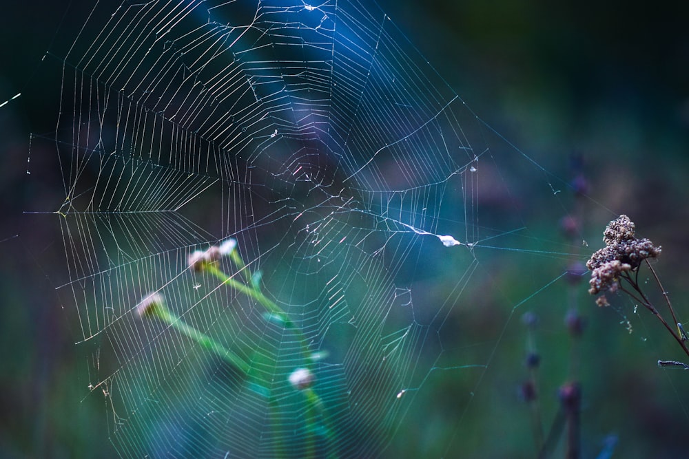 a close up of a spider