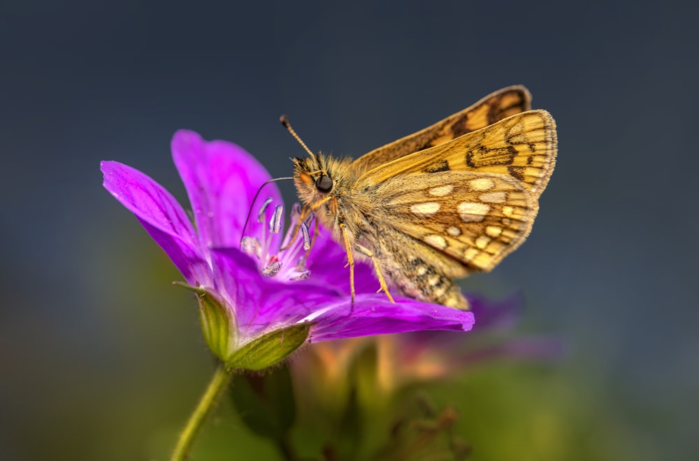 a butterfly on a flower