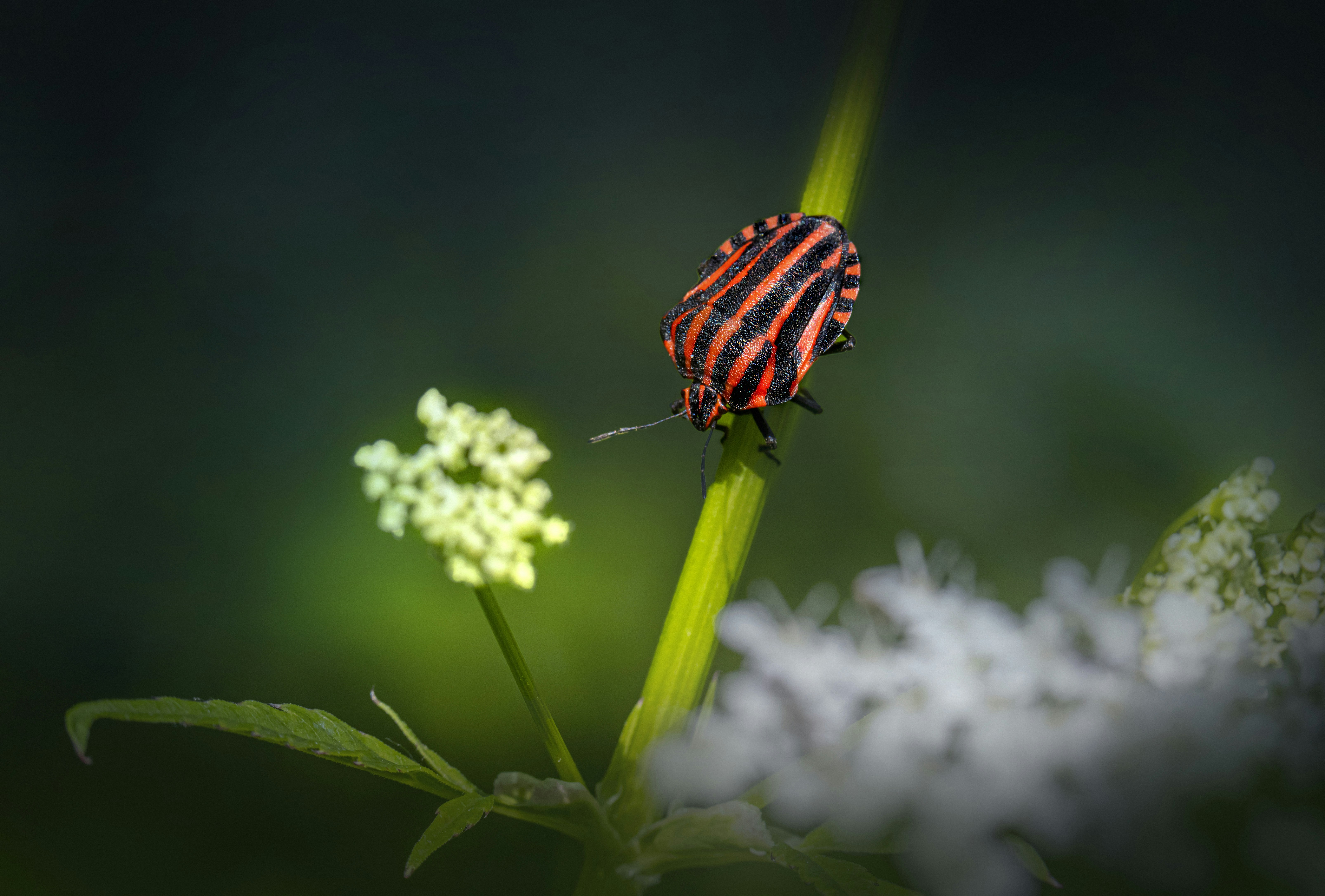 a butterfly on a flower