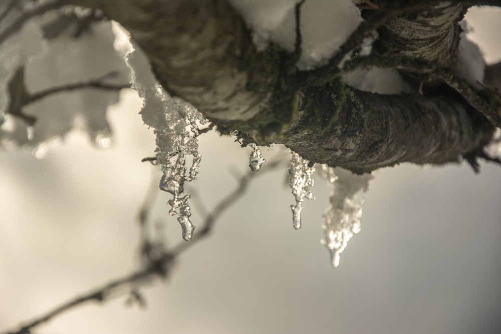 gouttelettes d’eau sur une feuille