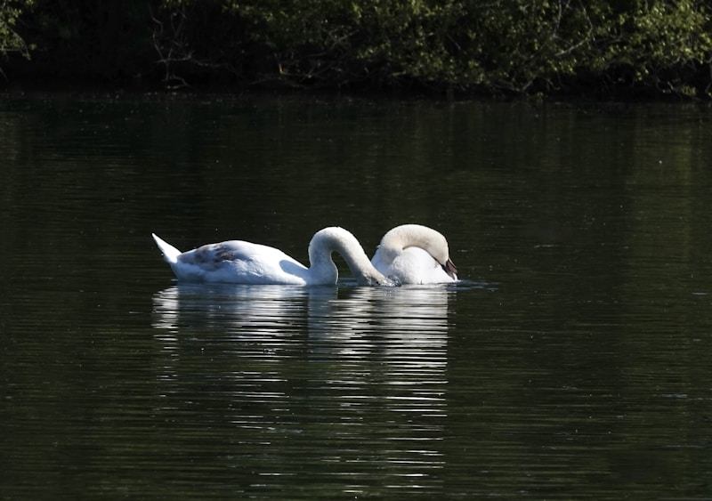 Two swans floating Taiwan lake