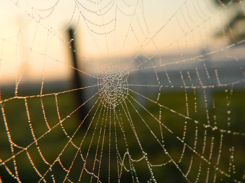 a spider web with dew drops