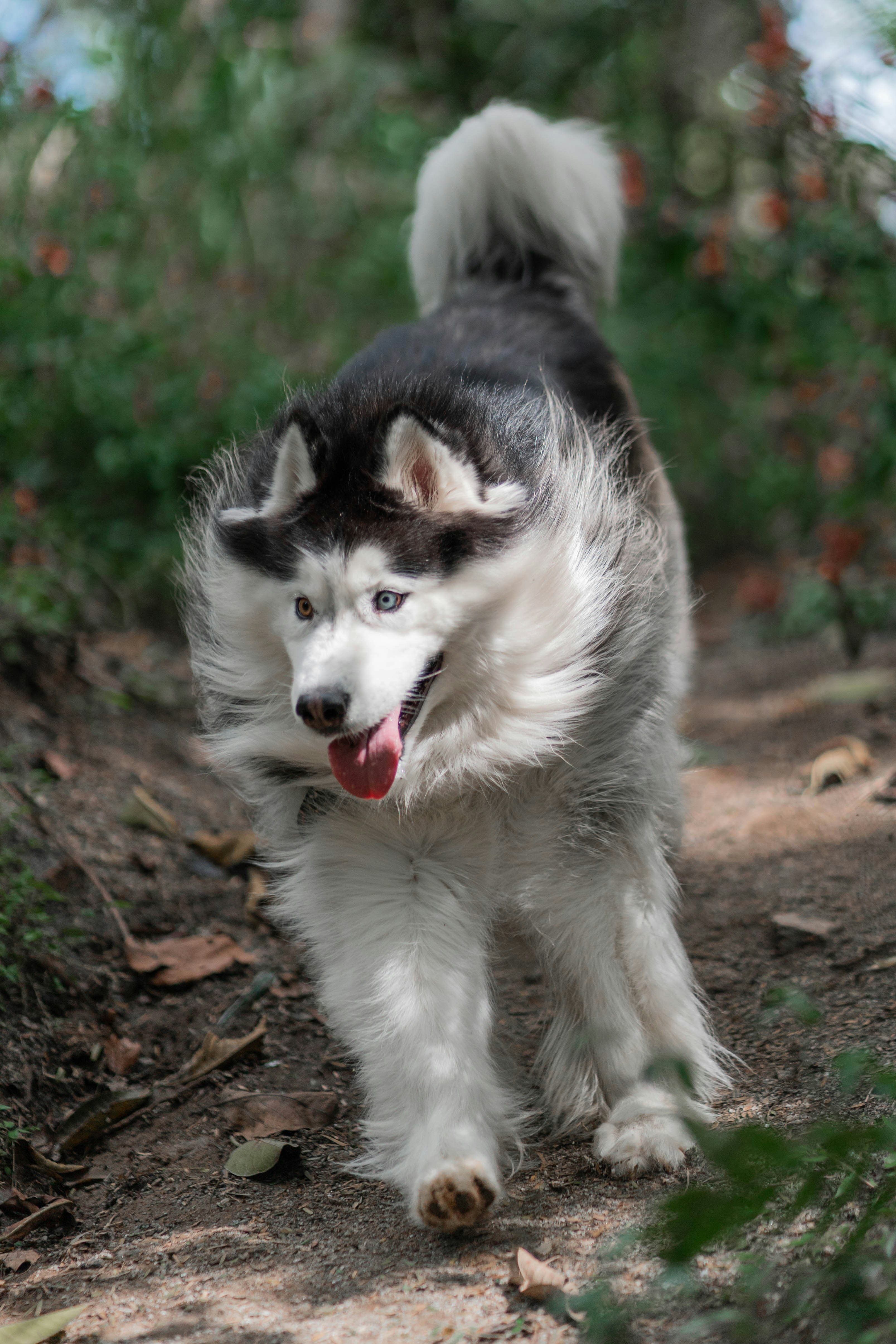 Un chien qui court dans les bois photo Photo Chien Gratuite sur Unsplash — free download