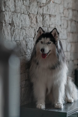 A fluffy, well-groomed Husky with striking blue and brown eyes sits gracefully on a dark surface against a rustic stone wall. The dog's tongue is out, adding a playful and relaxed vibe.