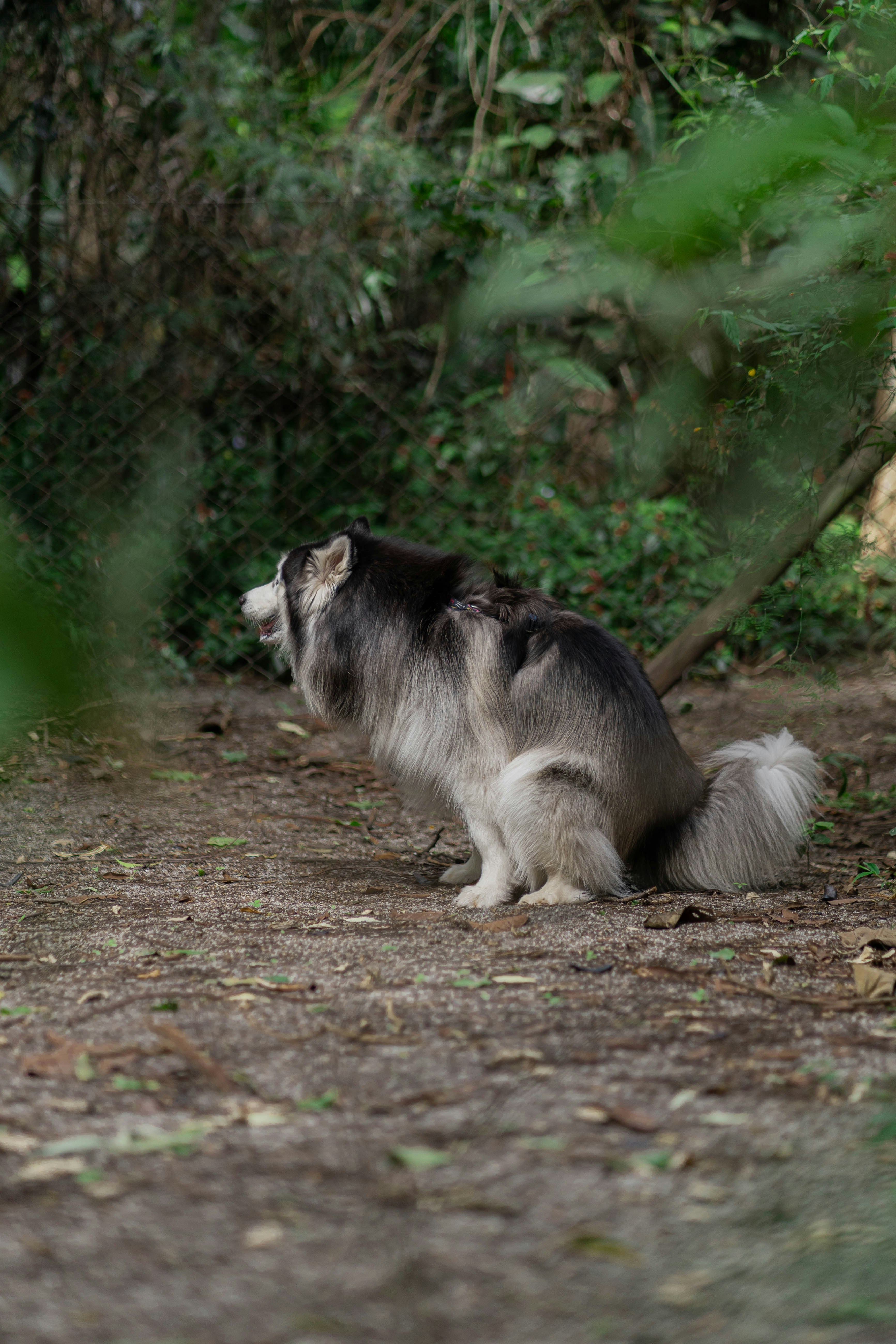 a dog standing on dirt