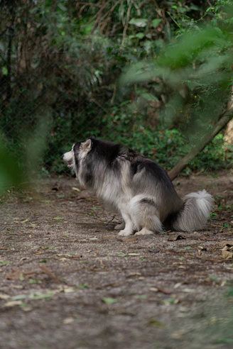 a dog standing on dirt