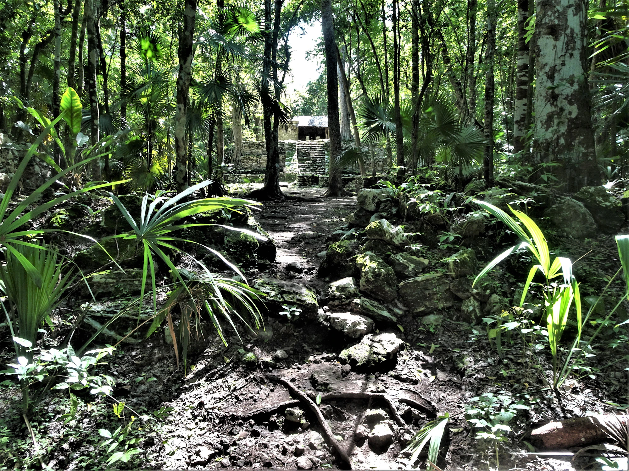 Edificios residenciales de baja altura entre vegetación tropical en la Riviera Maya
