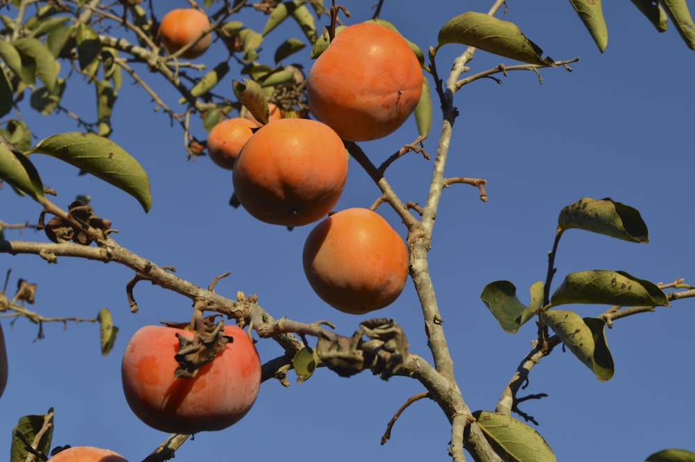 Un grupo de frutas en un árbol