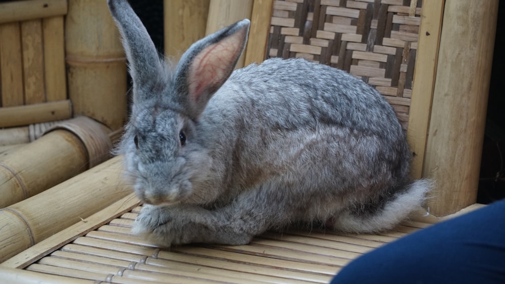a rabbit lying on a wood surface