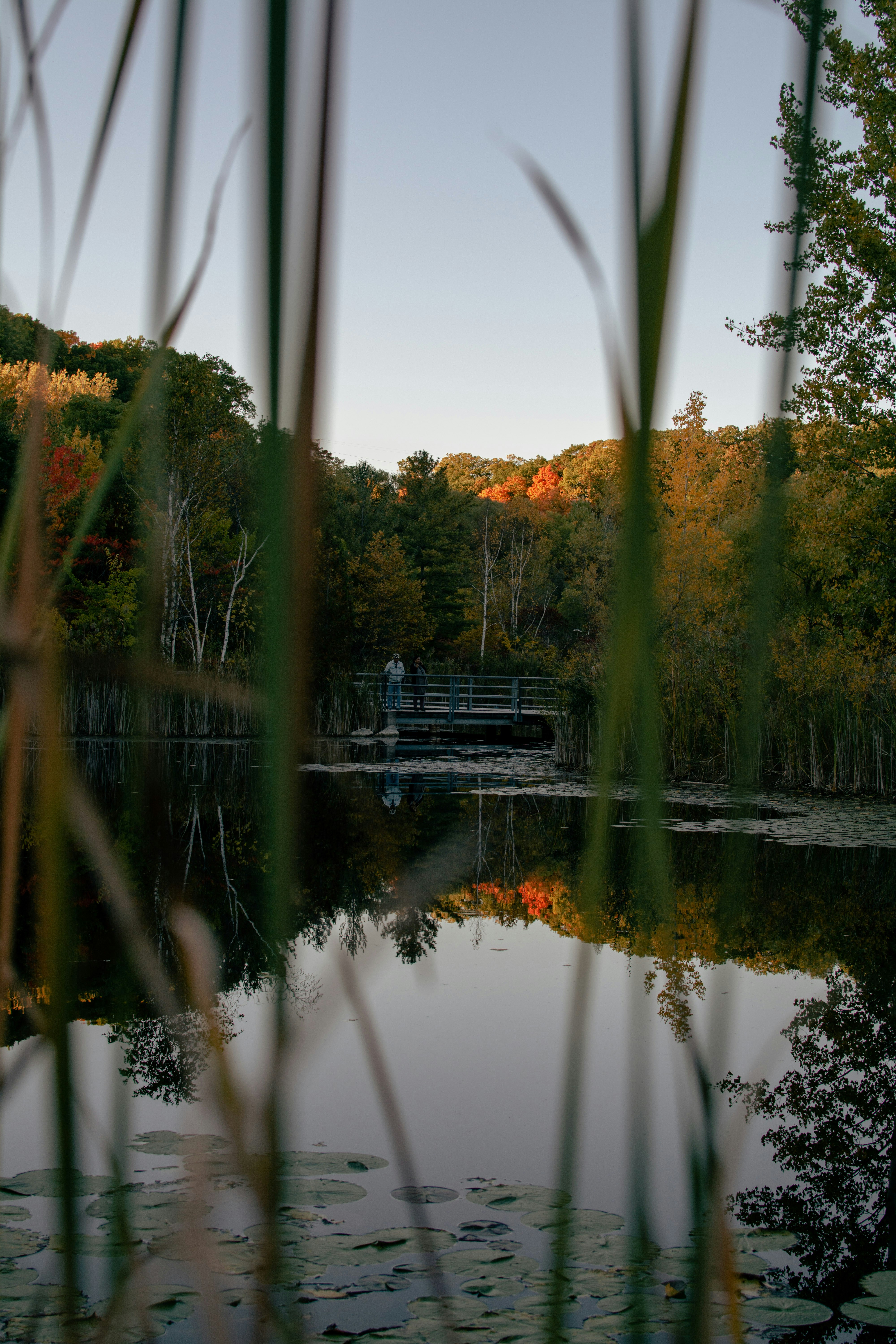 a lake with trees around it