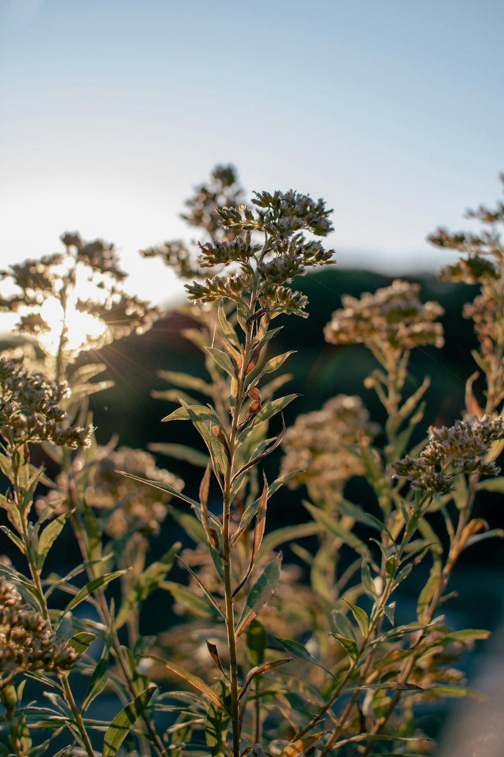 a close-up of a plant