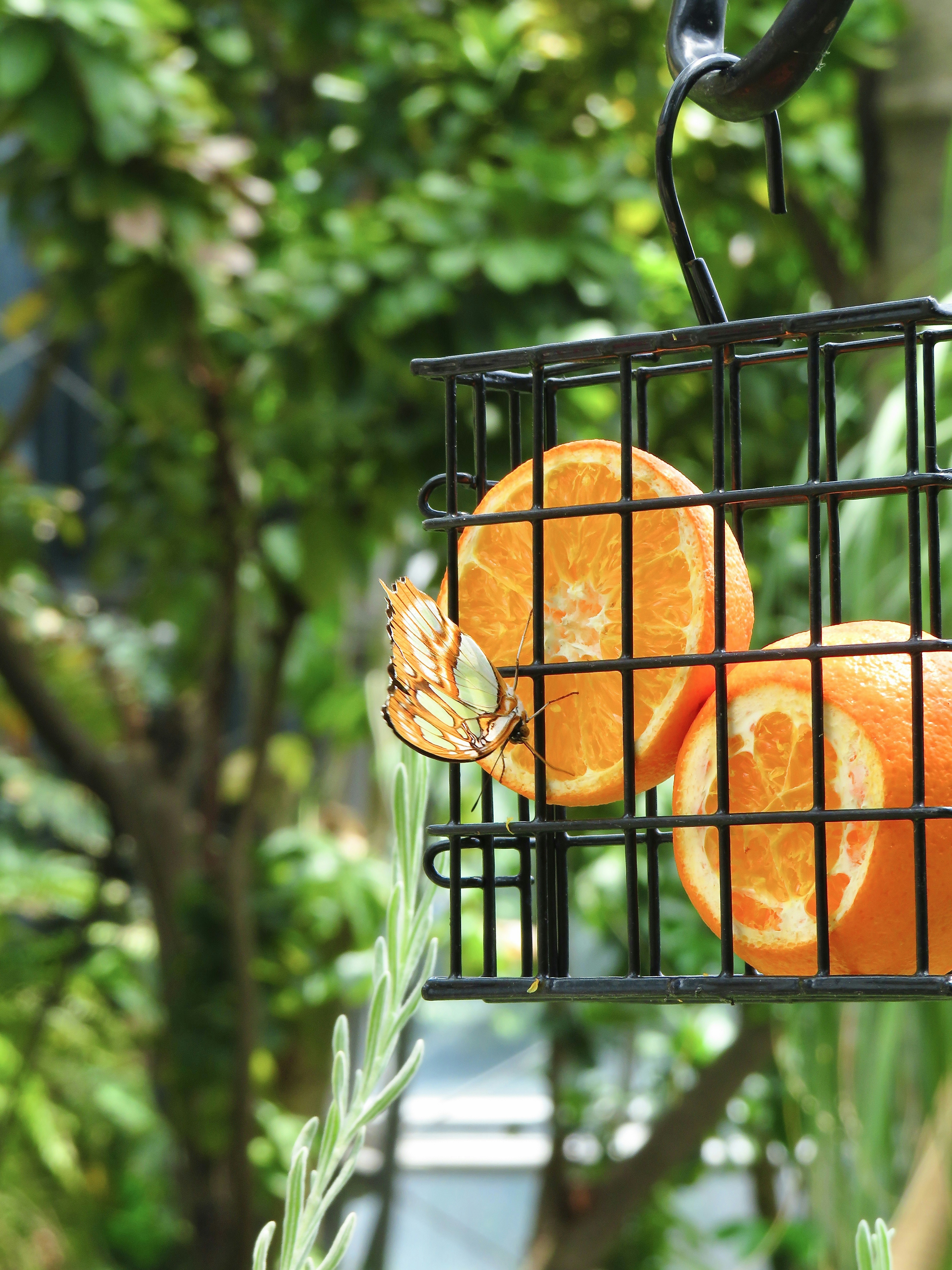 Clean birdcage with fresh food and water