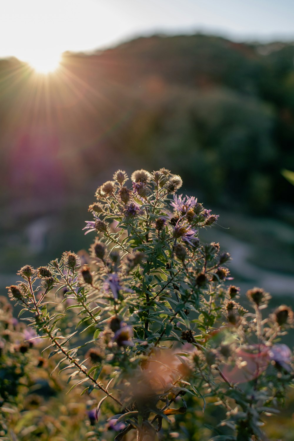 close up of a flower