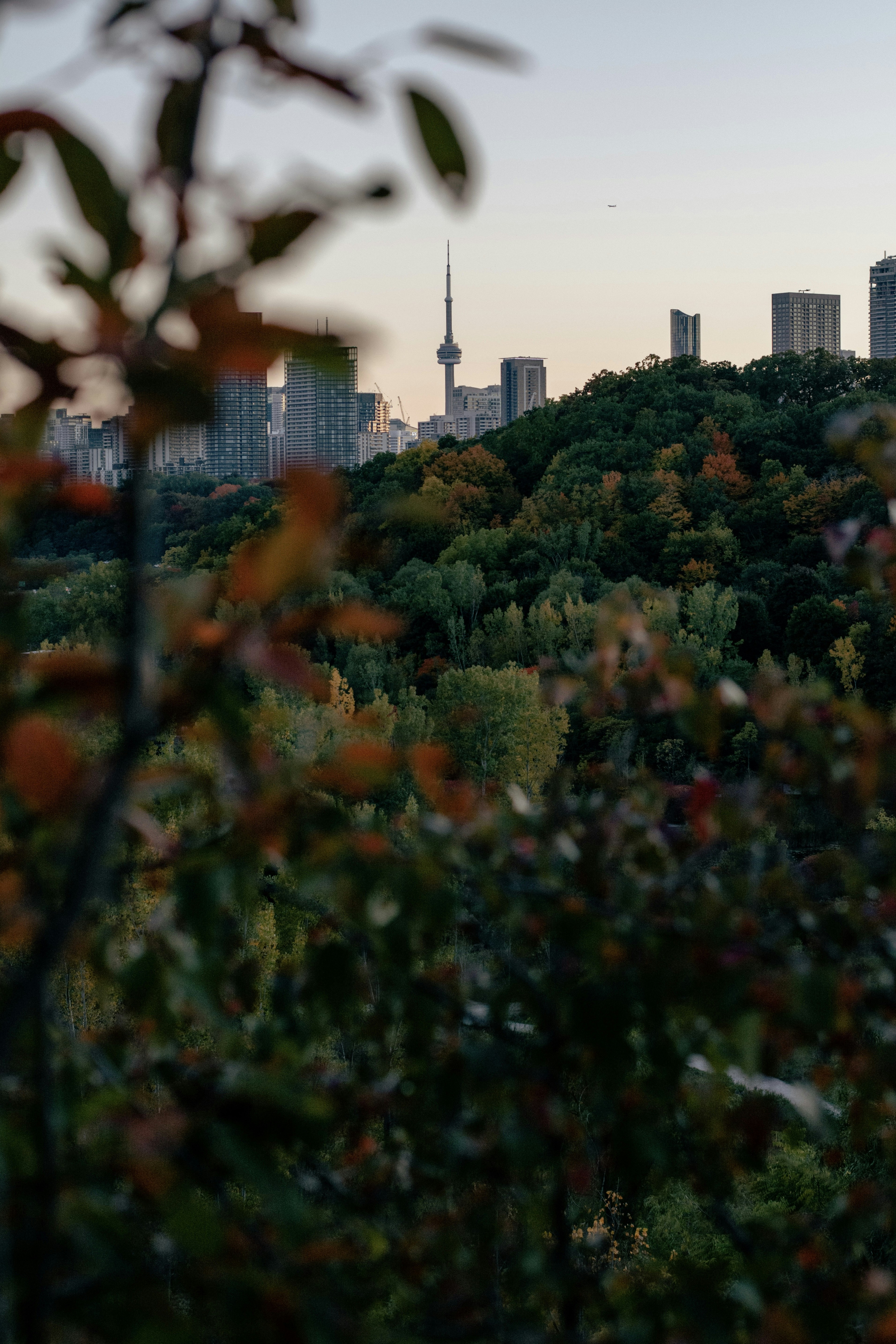 a group of trees with buildings in the background