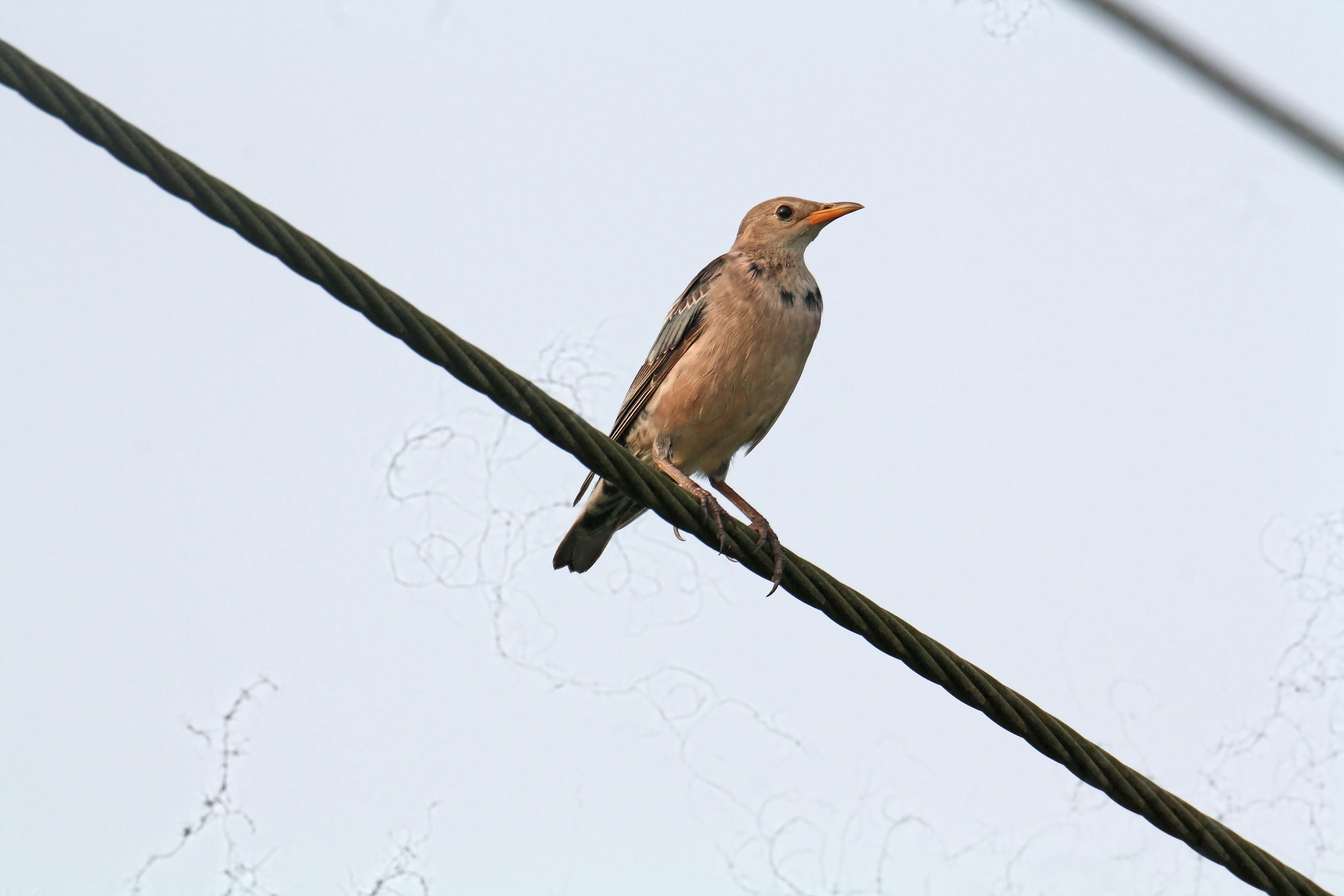 Photo by sylvester_123