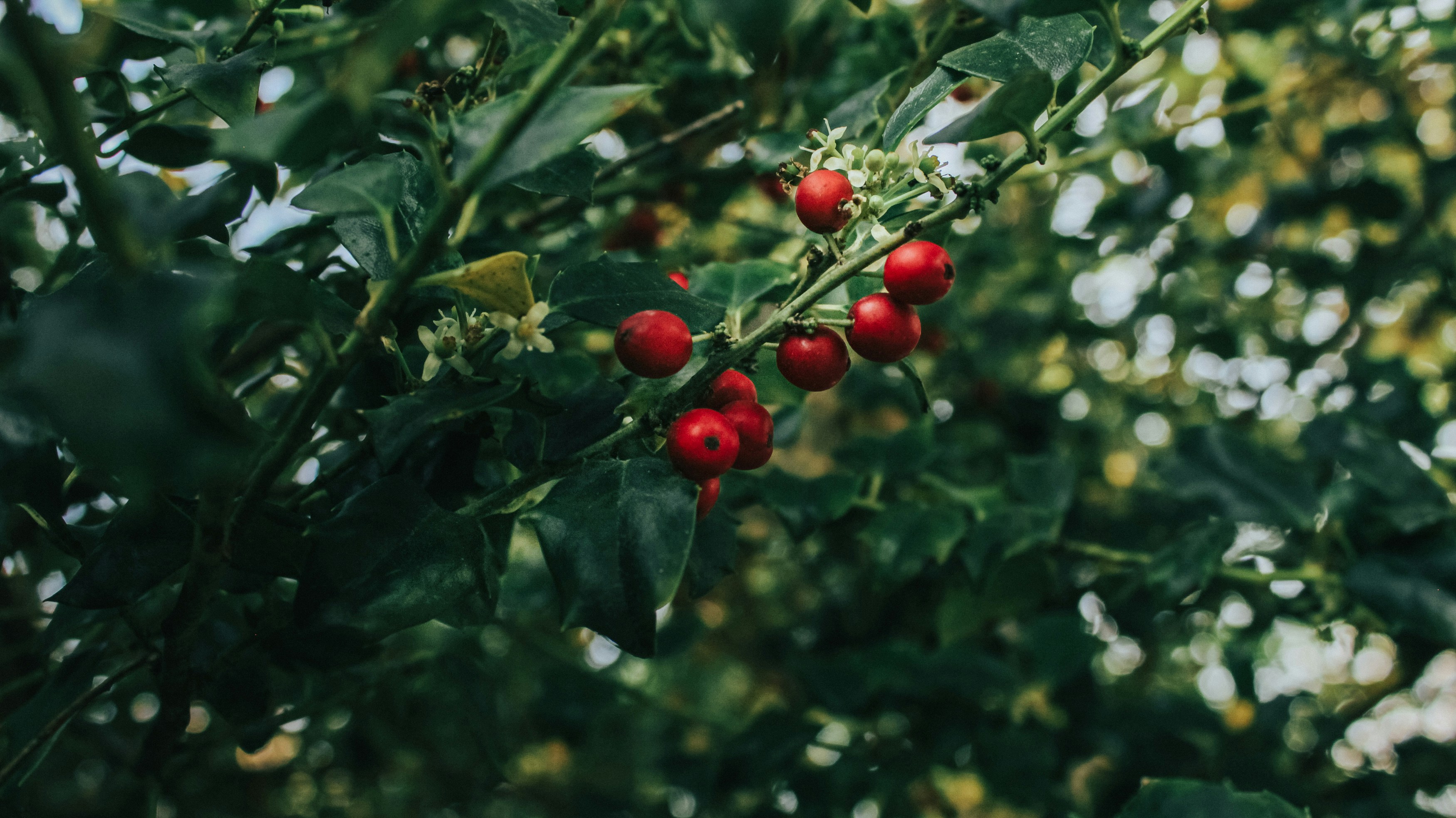 Photo by jeanharrton