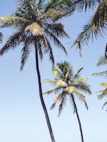 Lush arecanut palms standing tall with bright green leaves swaying gently.