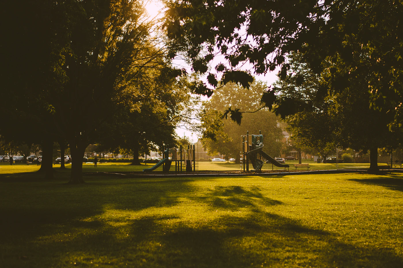 A park with trees and grass in soft sunlight