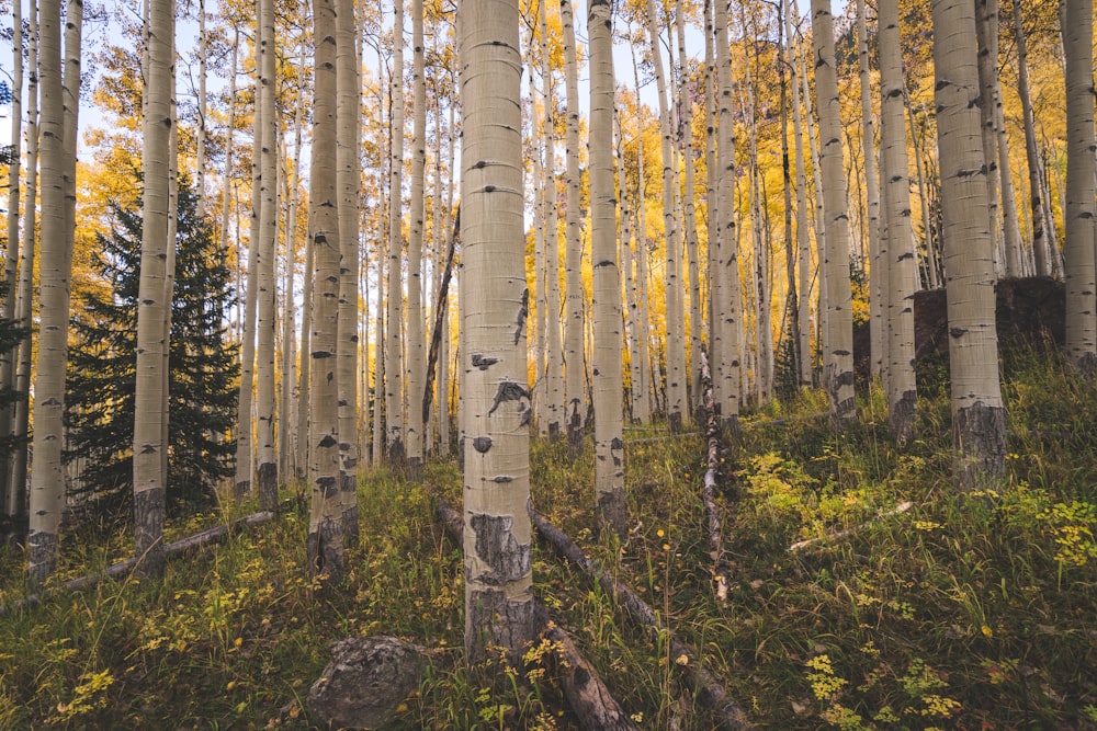 a forest of trees