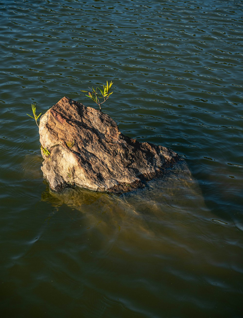 a rock in the water