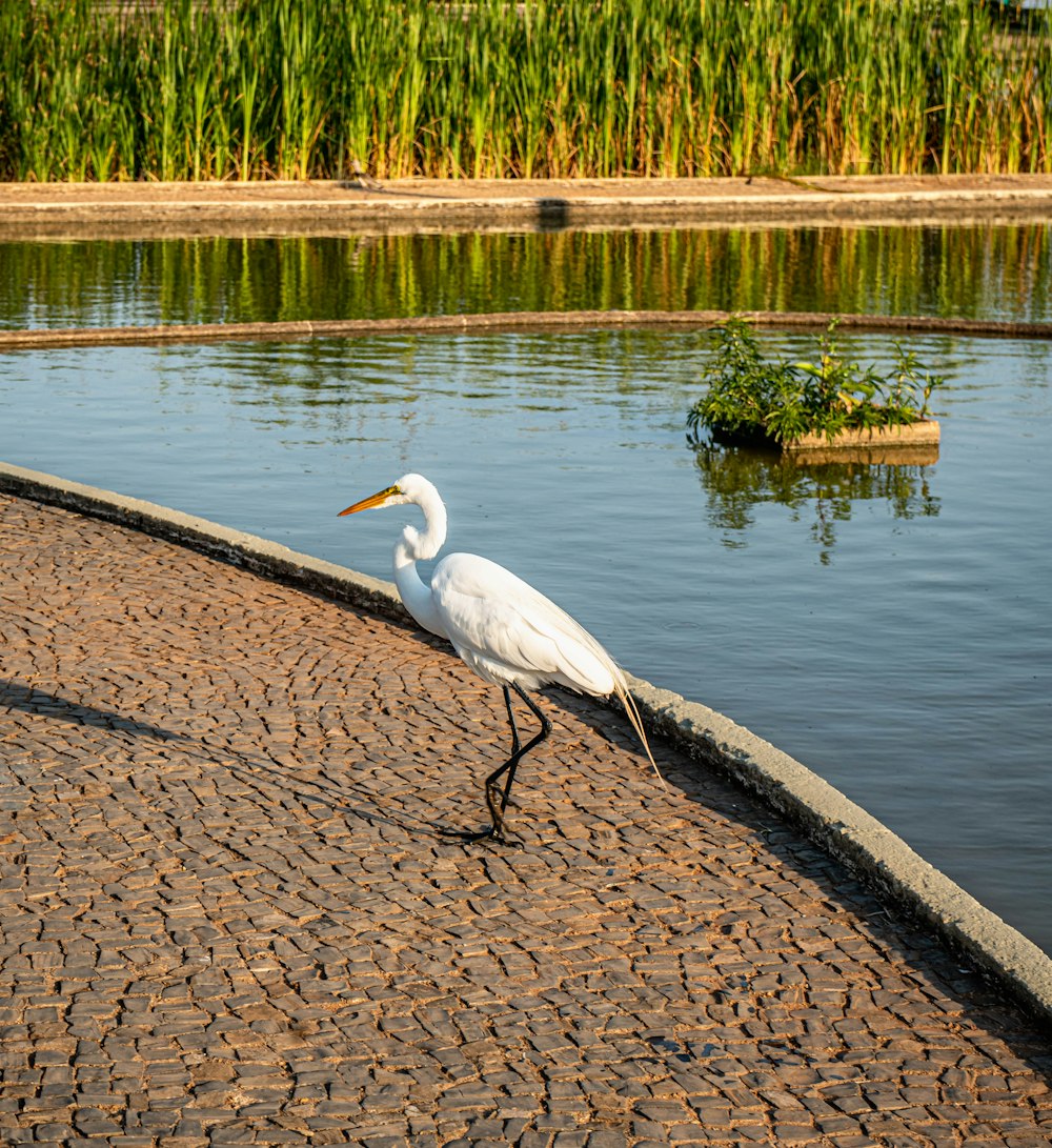 um pássaro branco andando em uma passarela de tijolos ao lado de um corpo de água
