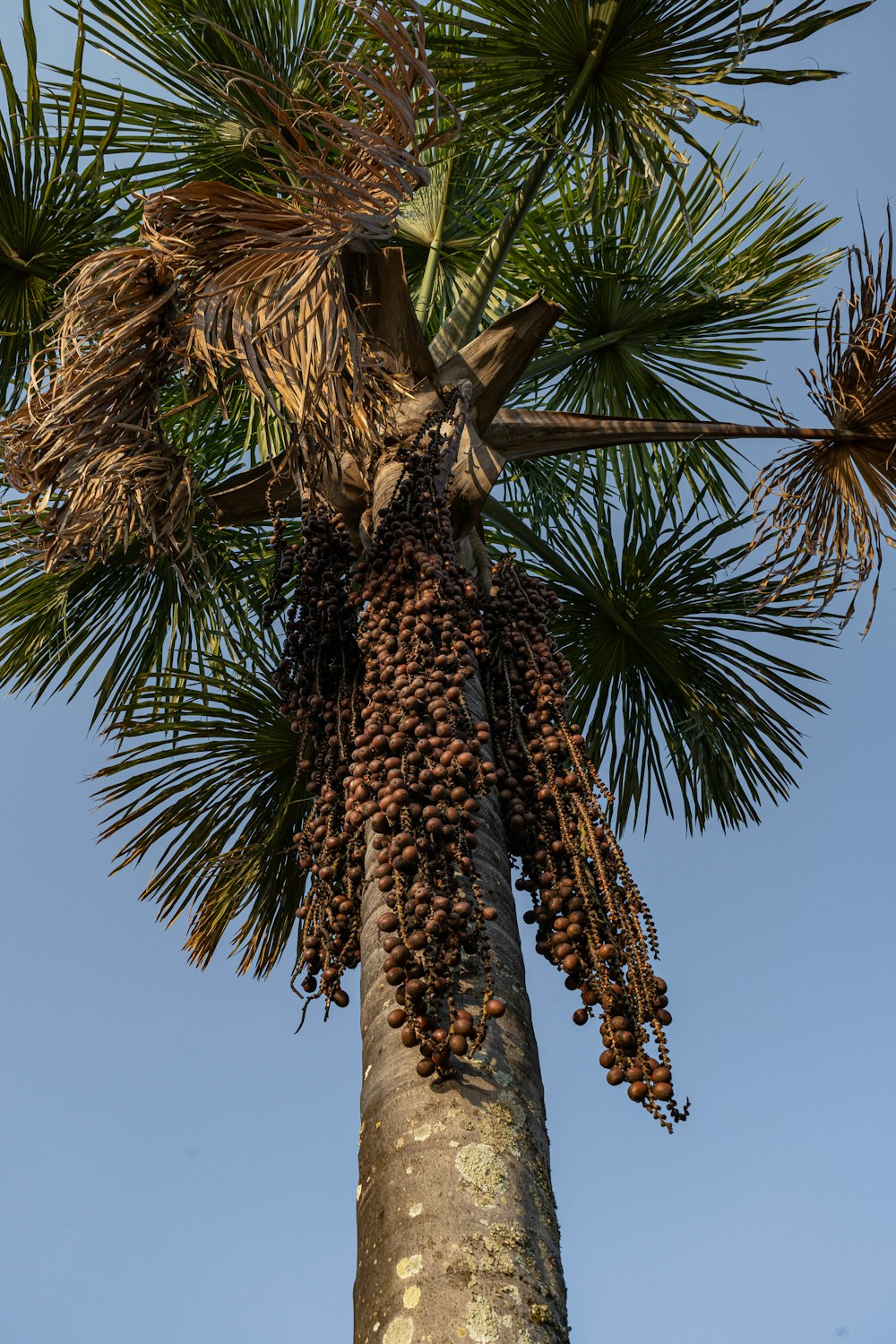 a palm tree with a pine cone