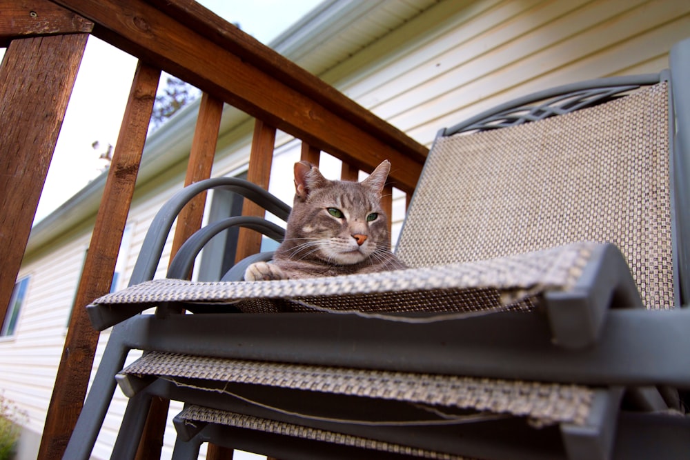 a cat sitting on a chair