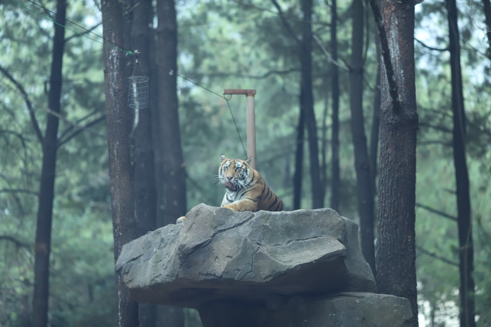Un tigre sentado en una roca