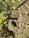 A tree stump is surrounded by grass and fallen leaves. The stump is weathered with distinct growth rings and a hollow center, while the leaves are a mix of green, brown, and reddish hues.