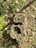 A tree stump is surrounded by grass and fallen leaves. The stump is weathered with distinct growth rings and a hollow center, while the leaves are a mix of green, brown, and reddish hues.