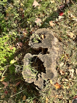 A tree stump is surrounded by grass and fallen leaves. The stump is weathered with distinct growth rings and a hollow center, while the leaves are a mix of green, brown, and reddish hues.
