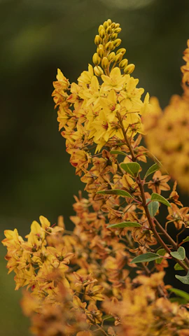 a close up of a plant