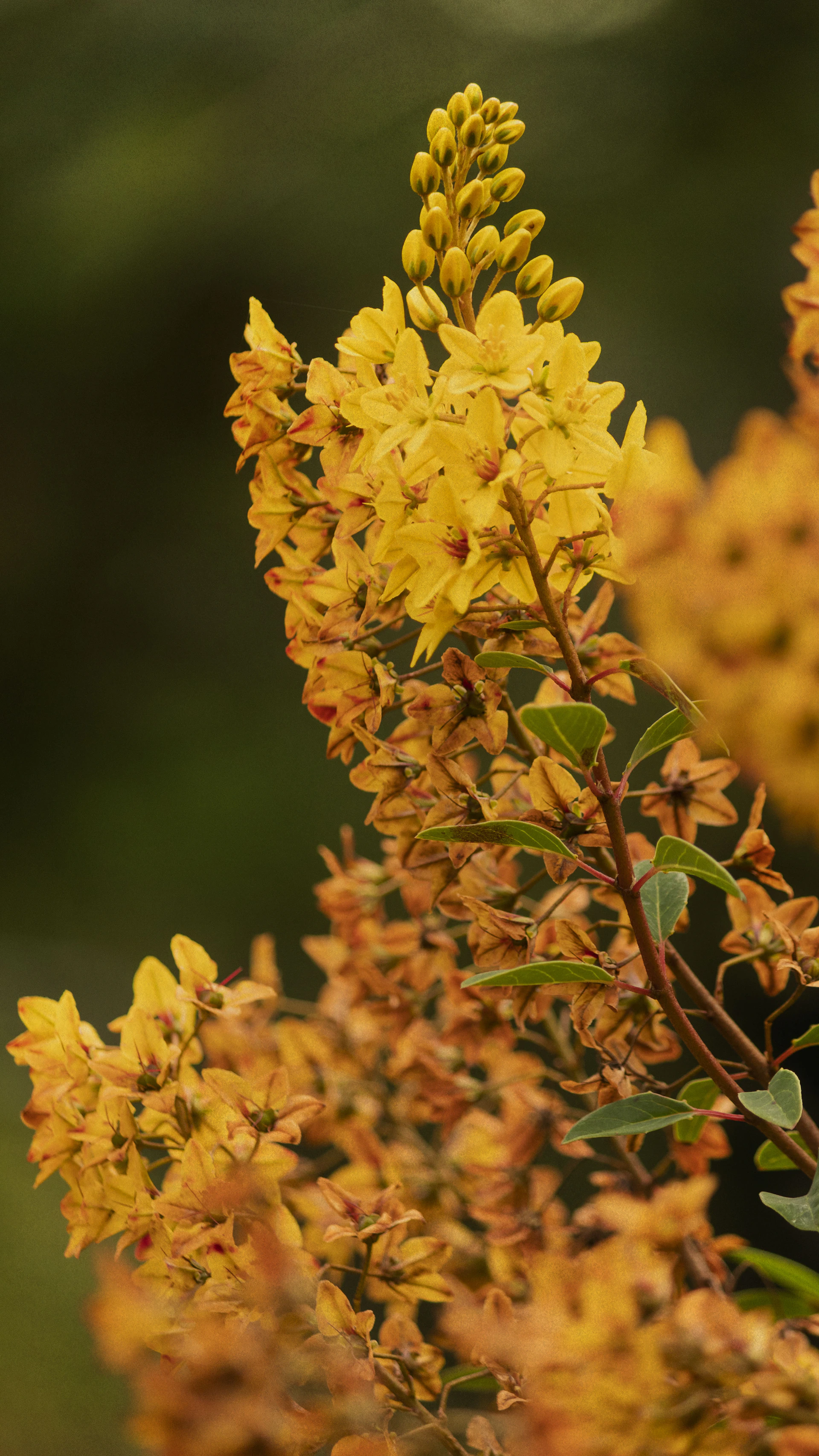 a close up of a plant