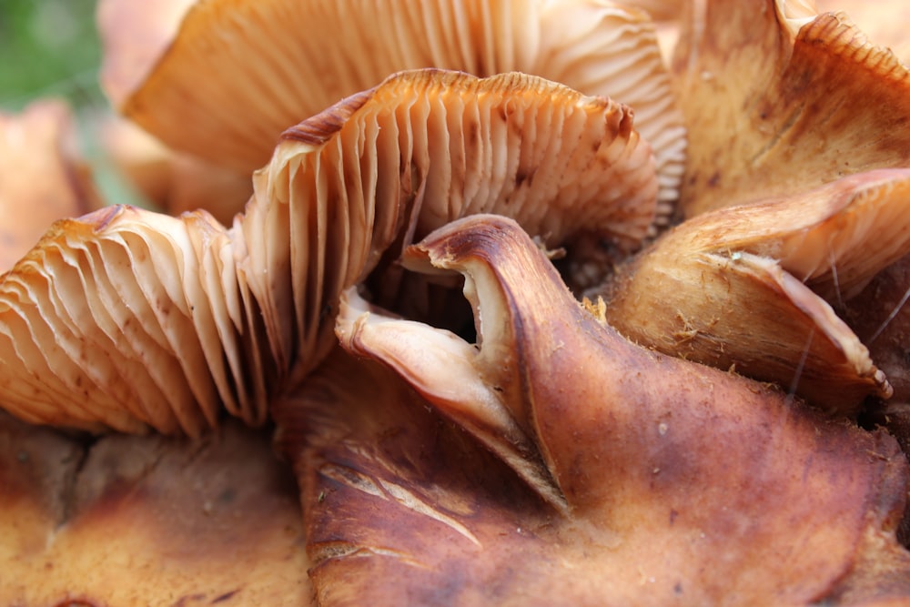 close-up of a mushroom