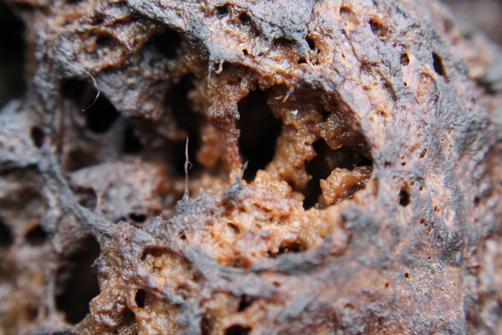 a close up of a tree bark