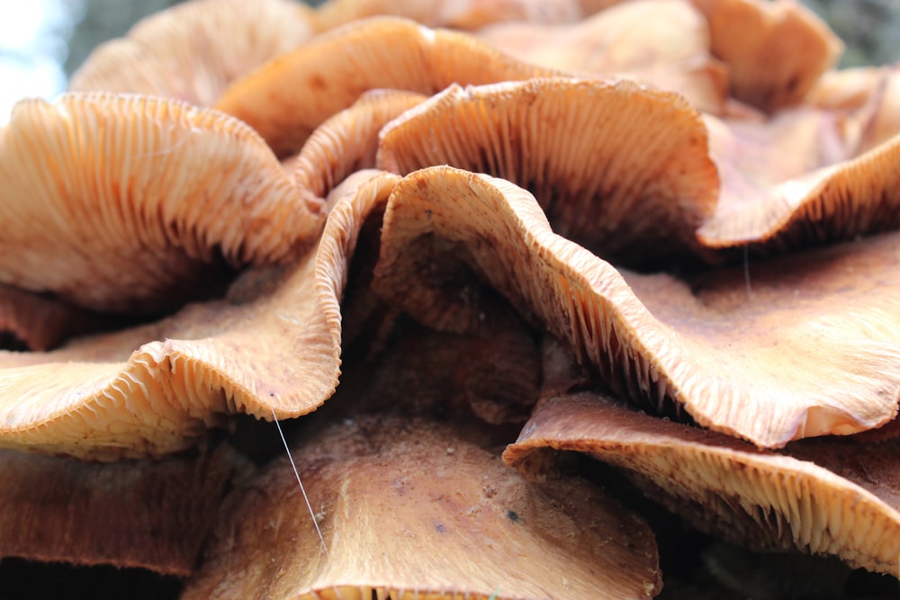 um grupo de cogumelos