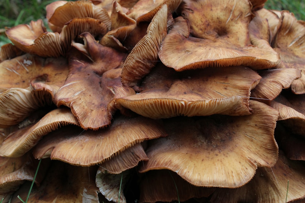 uma pilha de cogumelos