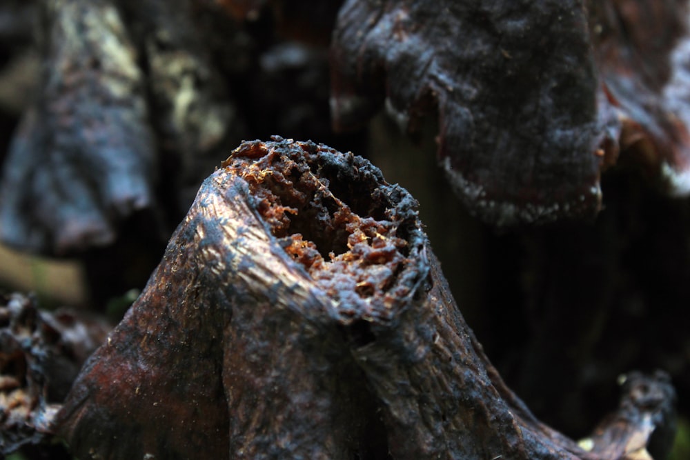 a close up of a tree branch