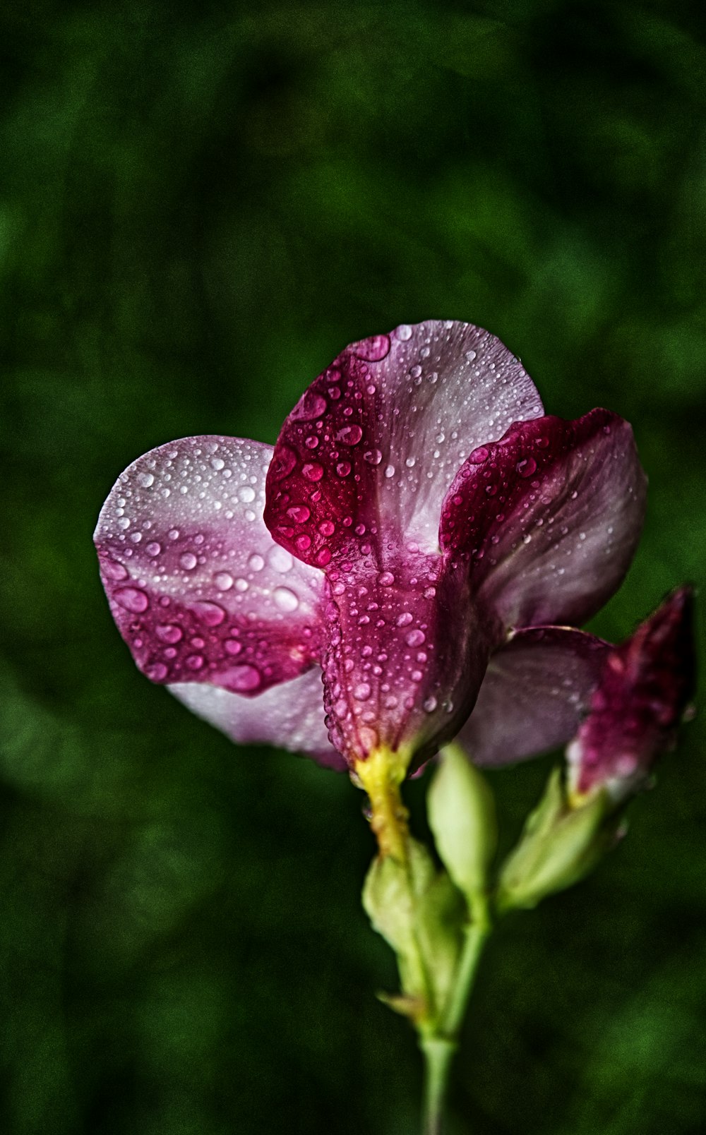 a close up of a purple flower