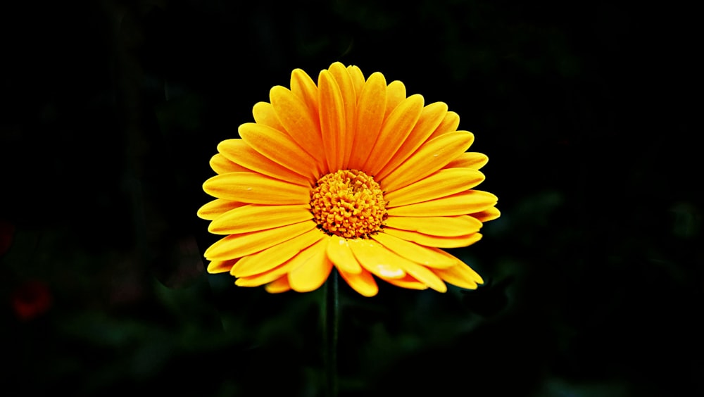 a close up of a flower