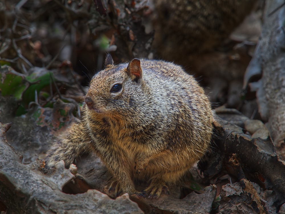 a squirrel on a tree branch