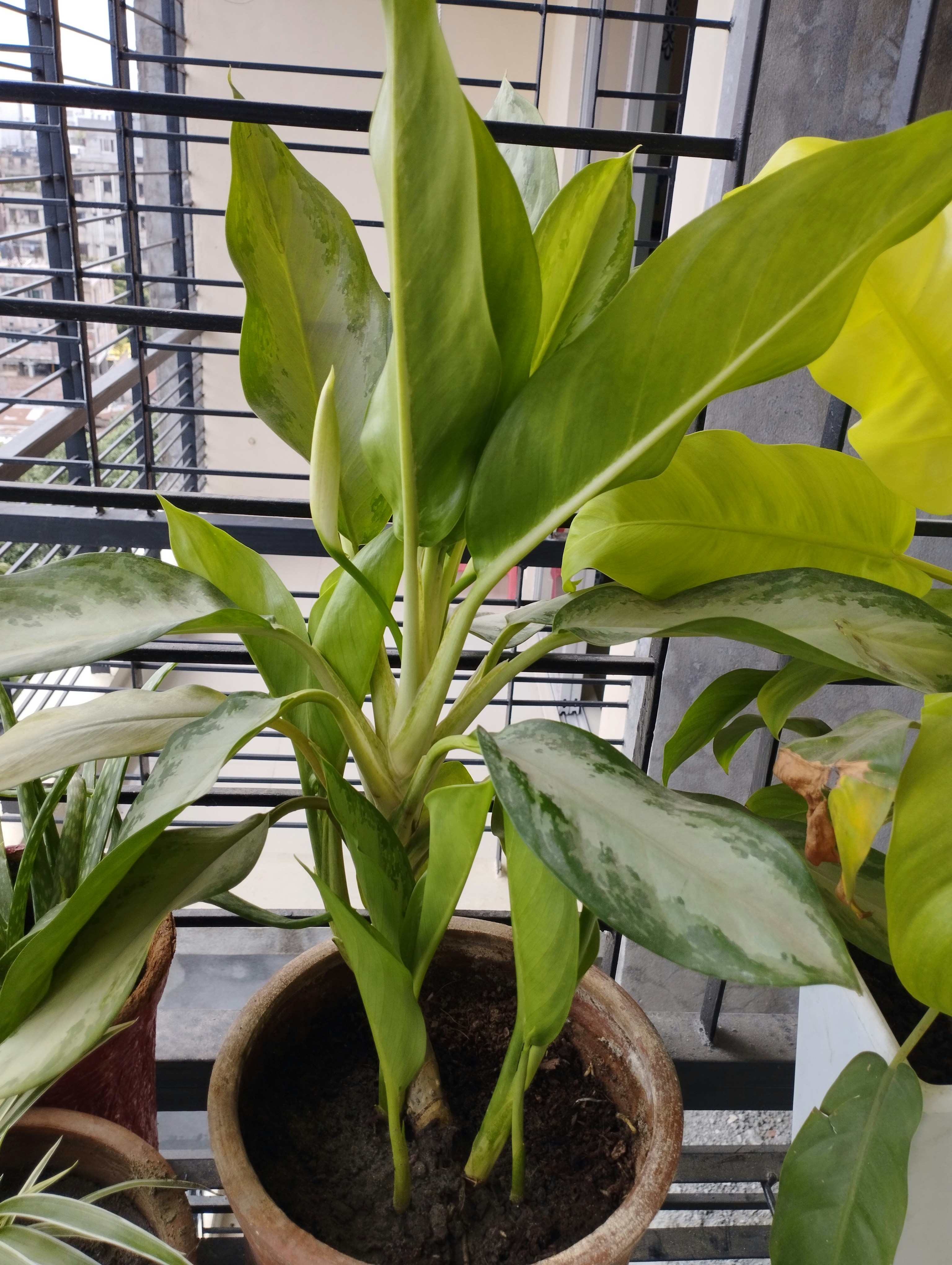 Urbanroot Balcony Plant