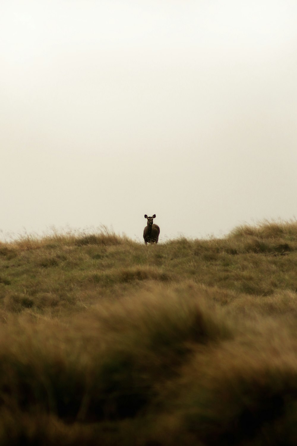 a dog standing in a field