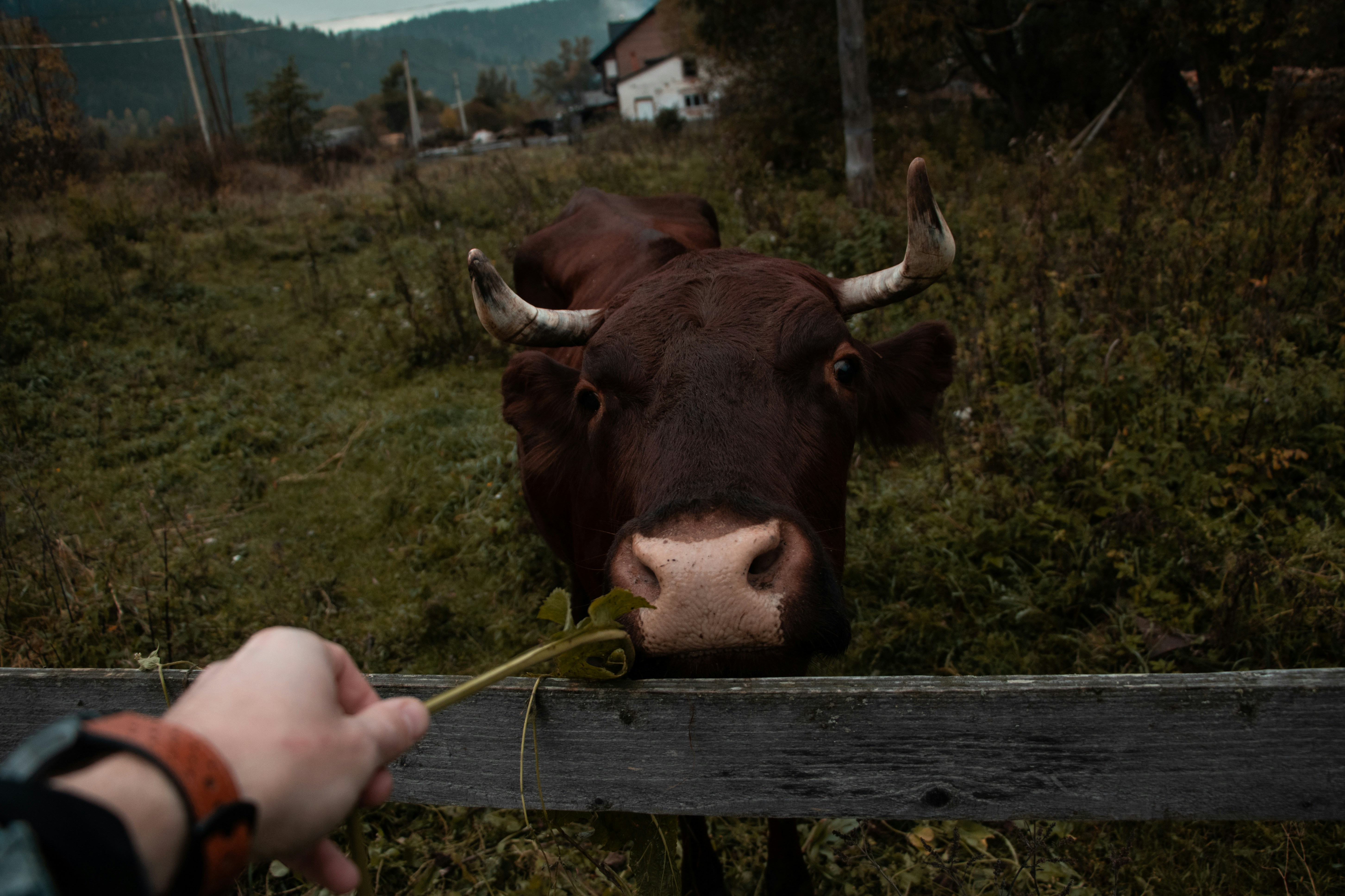 Feeding a cow with juicy grass