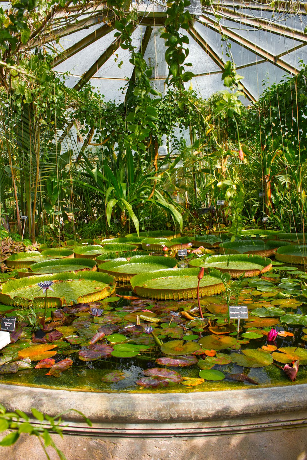 a pond with lily pads and lily pads
