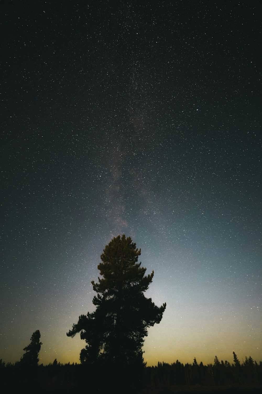 a tree with the milky way in the sky